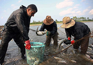 تولید سالانه ۴۰۰ تن انواع ماهی در آب بندان‌های لیوان غربی