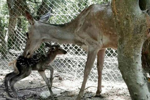 تولد یک رأس گوساله مرال در پارک جنگلی قرق