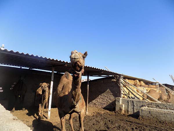 جای خالی کارخانه پاستوریزه شیر شتر در گمیشان