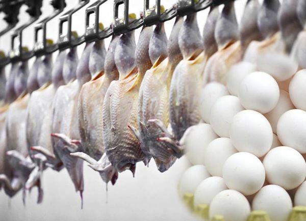 قیمت جدید مرغ و تخممرغ در بازار