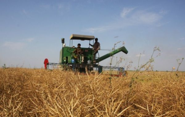 پنج مرکز خرید کلزا و گندم در مینودشت دایر شد
