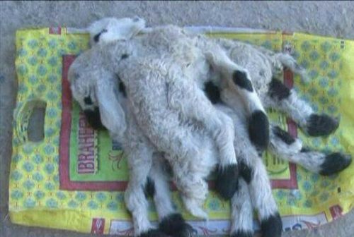 تولد گوسفند ۸ پا و ۳ گوش در خاش+عکس