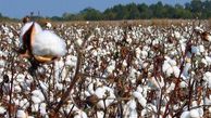 چتر حمایتی کشت قراردادی بر سر پنبه کاران و شالیکاران گلستان
