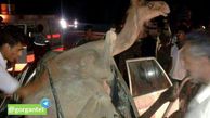 مرگ جوان گمیشانی بر اثر تصادف با شتر