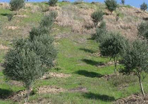 طرح رایگان کشت در اراضی شیبدارکلاله