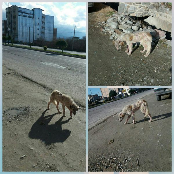 جولان دادن سگ های  ولگرد در کردکوی